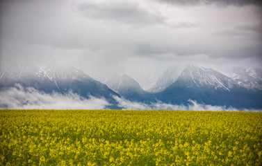 Beautiful spring natural landscape with yellow rapeseed field and dramatic clouds covering mountains in the background