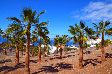 Naklejka na ściany i meble Beautiful view with palm trees in Costa Adeje one of the favorite tourist destinations of Tenerife,Canary Islands, Spain.Summer vacation or travel concept.