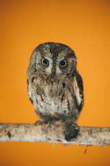 Eurasian scops owl