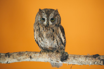 Eurasian scops owl
