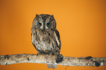 Eurasian scops owl