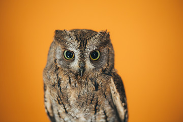 Eurasian scops owl