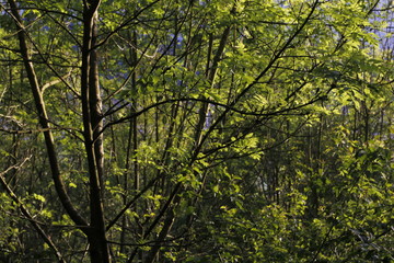 Forest