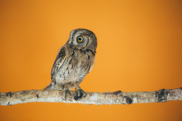 Eurasian scops owl