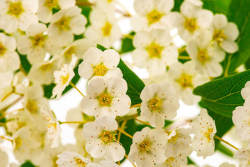 spiraea bush with white flowers isolated on a white background