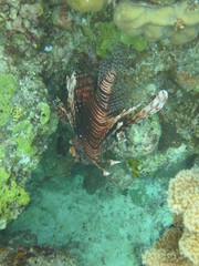 Pez nadando en el arrecife