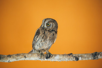 Eurasian scops owl