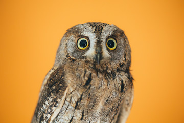 Eurasian scops owl