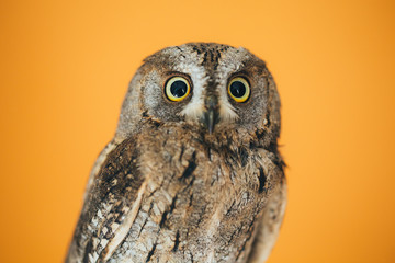 Eurasian scops owl