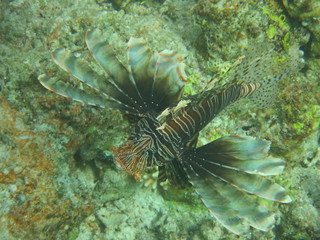 Pez nadando en el arrecife