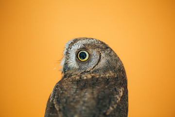 Eurasian scops owl