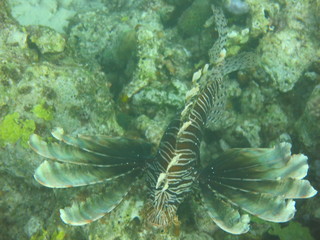 Pez nadando en el arrecife