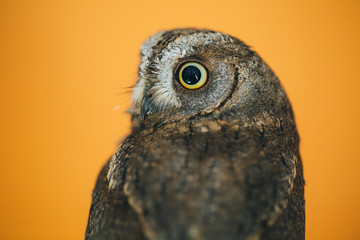 Eurasian scops owl