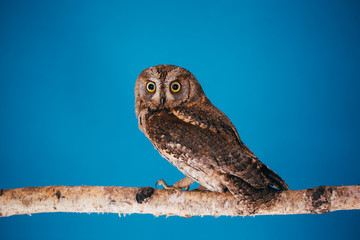 Eurasian scops owl