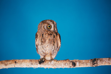Eurasian scops owl