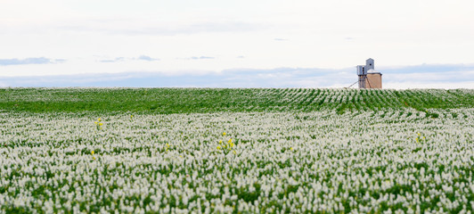 Silos in field of green crop, Australia