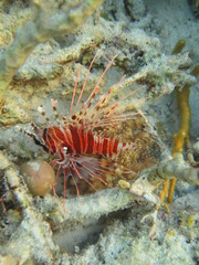 Pez nadando en el arrecife