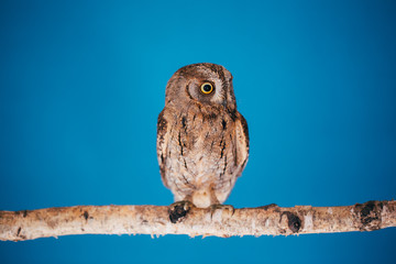 Eurasian scops owl