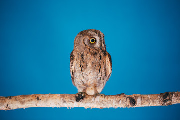 Eurasian scops owl