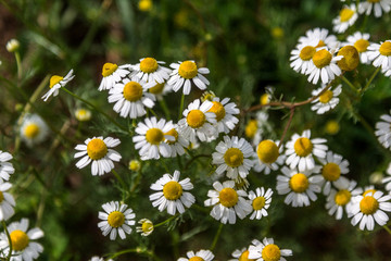 Beautiful floral background of wild flowers of chamomile medicinal on a green meadow with a beautiful light effect. Chamomile flower - chamomile. Selective not deep focus