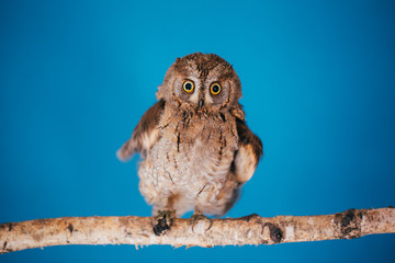 Eurasian scops owl