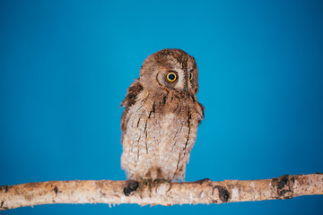 Eurasian scops owl