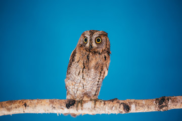 Eurasian scops owl