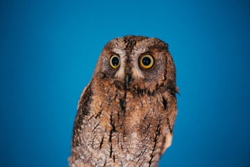 Eurasian scops owl