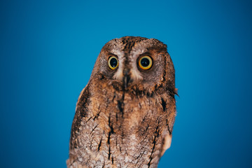 Eurasian scops owl