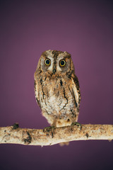 Eurasian scops owl