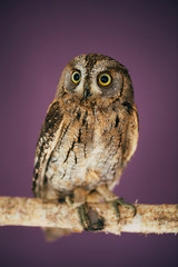 Eurasian scops owl