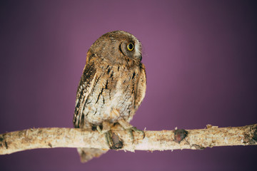 Eurasian scops owl