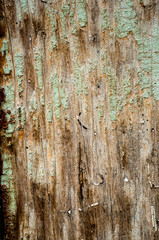 Wood plank texture background