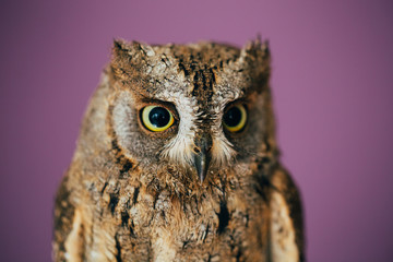 Eurasian scops owl