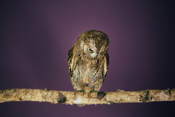 Eurasian scops owl