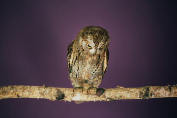 Eurasian scops owl