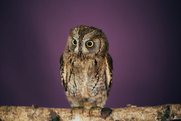 Eurasian scops owl