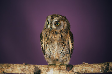 Eurasian scops owl