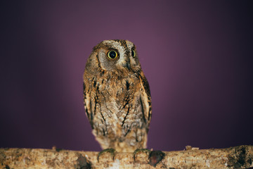 Eurasian scops owl