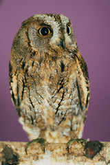 Eurasian scops owl