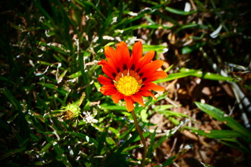 orange flower in the garden