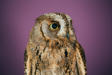 Eurasian scops owl