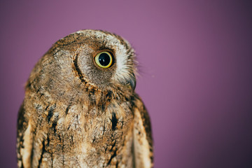 Eurasian scops owl