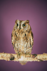 Eurasian scops owl