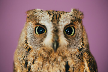 Eurasian scops owl