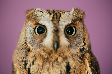 Eurasian scops owl