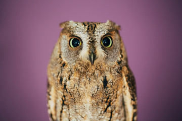 Eurasian scops owl
