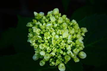 white flowers with dark background