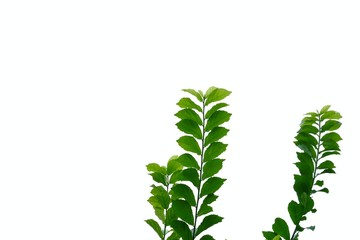 Tropical plant with leaves branches on white isolated background for green foliage backdrop 