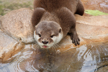 otter